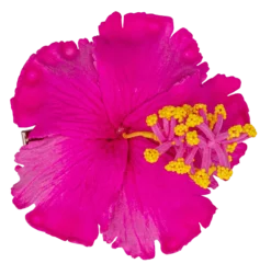Hibiscus Hair Clip: Pink