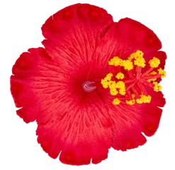 Hibiscus Hair Clip: Red