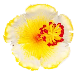 Hibiscus Hair Clip: White
