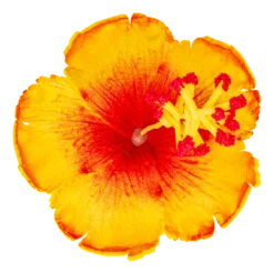 Hibiscus Hair Clip: Yellow